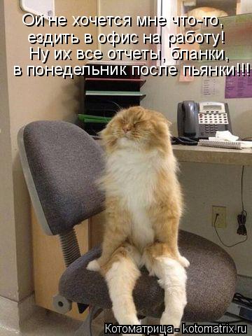 Котоматрица: в понедельник после пьянки!!! Ну их все отчеты, бланки, ездить в офис на работу! Ой не хочется мне что-то,