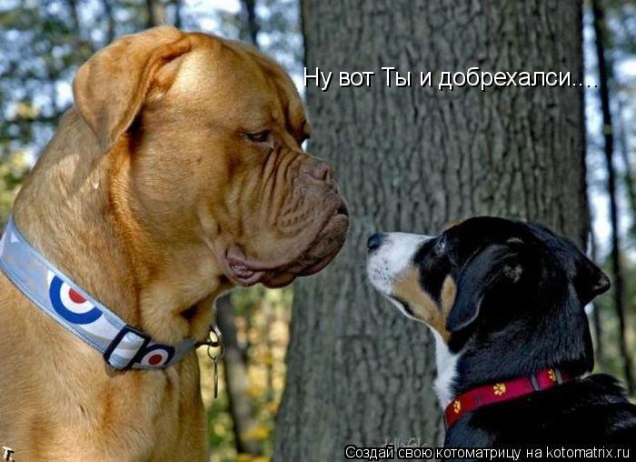 Котоматрица: Ну вот Ты и добрехалси....