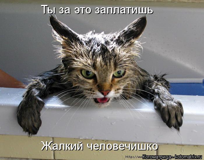 Ты за это заплатишь Жалкий человечишко... Котоматрица: Ты за это заплатишь Жалкий человечишко
