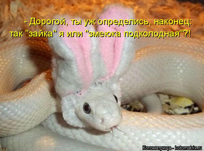 - Дорогой, ты уж определись, наконец: так "зайка" я или "змеюка подколодная"?!... Котоматрица: - Дорогой, ты уж определись, наконец: так "зайка" я или "змеюка подколодная"?!