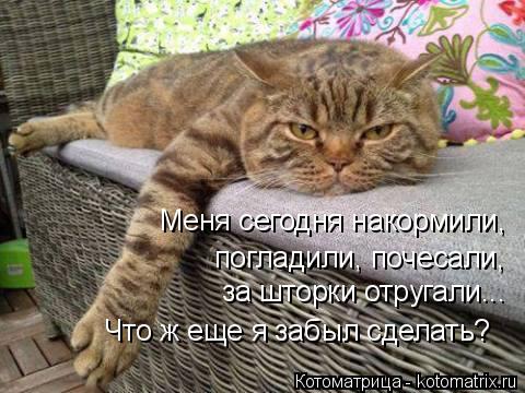 Меня сегодня накормили, погладили, почесали, за шторки отругали... Что ж еще я забыл сделать?... Котоматрица: Меня сегодня накормили, погладили, почесали, за шторки отругали... Что ж еще я забыл сделать?