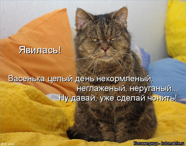 Явилась! Васенька целый день некормленый, неглаженый, неруганый... Ну давай, уже сделай чонить!... Котоматрица: Явилась! Васенька целый день некормленый, неглаженый, неруганый... Ну давай, уже сделай чонить!