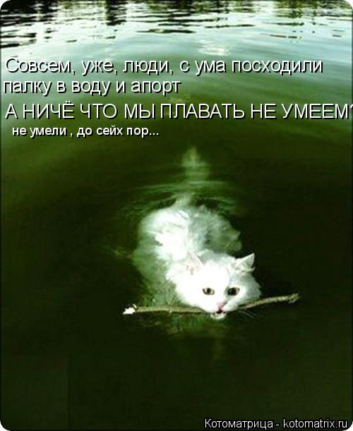Совсем, уже, люди, с ума посходили палку в воду и апорт А НИЧЁ ЧТО МЫ ПЛАВАТЬ НЕ УМЕЕМ? не умели , до... Котоматрица: Совсем, уже, люди, с ума посходили палку в воду и апорт А НИЧЁ ЧТО МЫ ПЛАВАТЬ НЕ УМЕЕМ? не умели , до сейх пор...