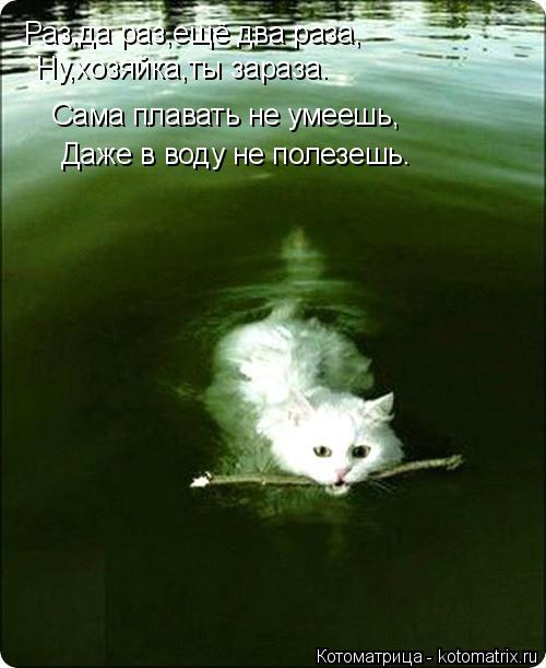 Котоматрица: Раз,да раз,ещё два раза, Ну,хозяйка,ты зараза. Сама плавать не умеешь, Даже в воду не полезешь.