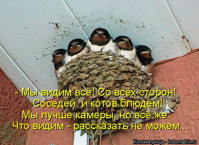 - Мы видим всё! Со всех сторон! Соседей и котов блюдём! Мы лучше камеры, но всё же: Что видим - расс... Котоматрица: - Мы видим всё! Со всех сторон! Соседей и котов блюдём! Мы лучше камеры, но всё же: Что видим - рассказать не можем...