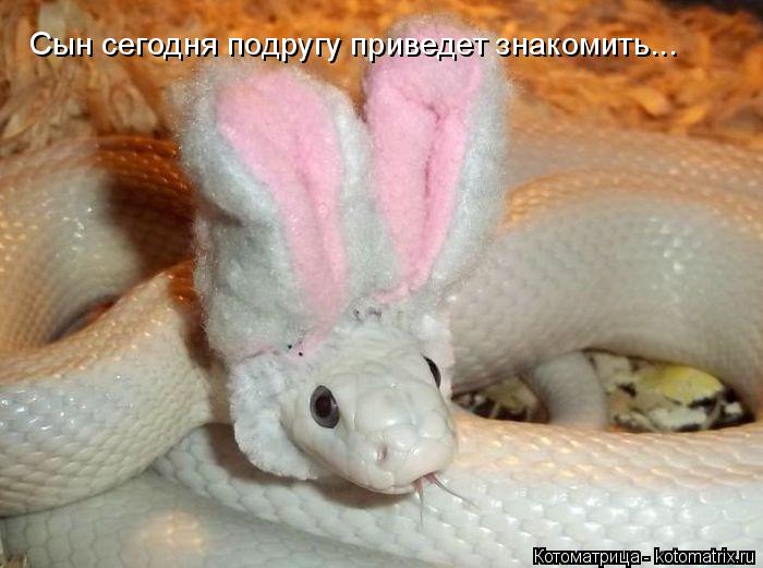 Сын сегодня подругу приведет знакомить...... Котоматрица: Сын сегодня подругу приведет знакомить...