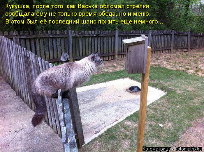 Котоматрица: Кукушка, после того, как Васька обломал стрелки сообщала ему не только время обеда, но и меню. В этом был её последний шанс пожить еще немног