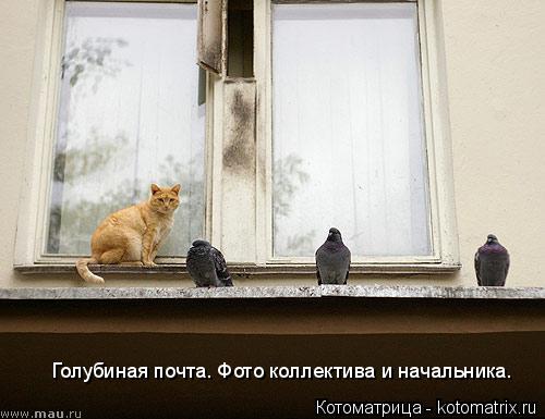 Котоматрица: Голубиная почта. Фото коллектива и начальника.