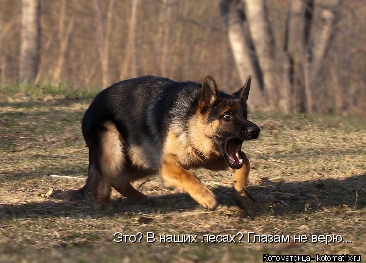 Котоматрица: Это? В наших лесах? Глазам не верю...