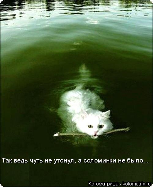 Котоматрица: Так ведь чуть не утонул, а соломинки не было...