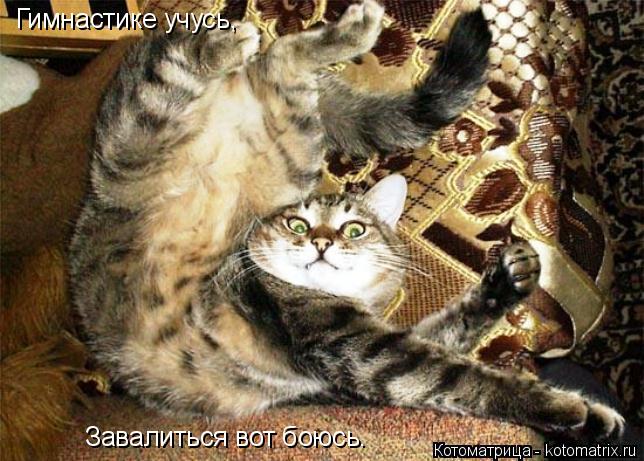 Котоматрица: Гимнастике учусь, Завалиться вот боюсь.