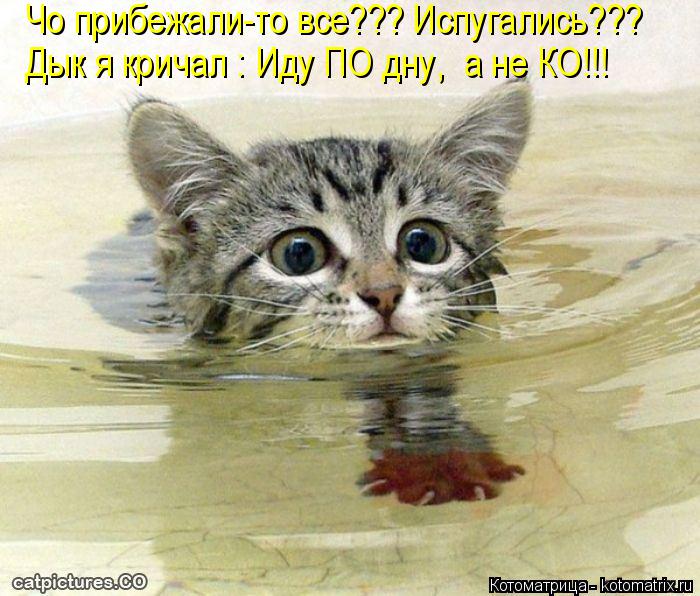 Чо прибежали-то все??? Испугались??? Дык я кричал : Иду ПО дну, а не КО!!!... Котоматрица: Чо прибежали-то все??? Испугались??? Дык я кричал : Иду ПО дну, а не КО!!!