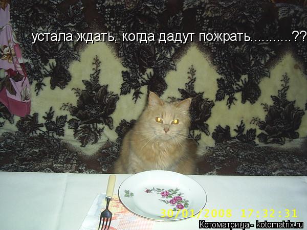 устала ждать, когда дадут пожрать...........??... Котоматрица: устала ждать, когда дадут пожрать...........??