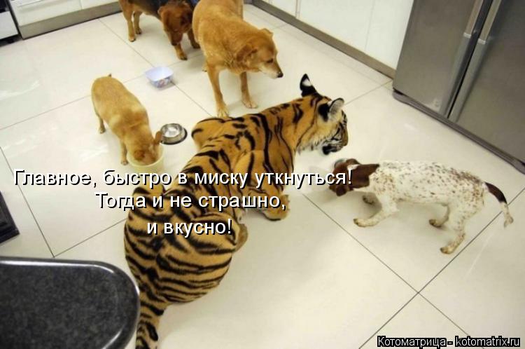 Котоматрица: Главное, быстро в миску уткнуться! Тогда и не страшно,  и вкусно!