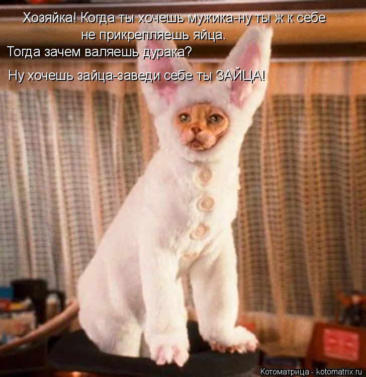 Хозяйка! Когда ты хочешь мужика-ну ты ж к себе не прикрепляешь яйца. Тогда зачем валяешь дурака? Ну ... Котоматрица: Хозяйка! Когда ты хочешь мужика-ну ты ж к себе не прикрепляешь яйца. Тогда зачем валяешь дурака? Ну хочешь зайца-заведи себе ты ЗАЙЦА!