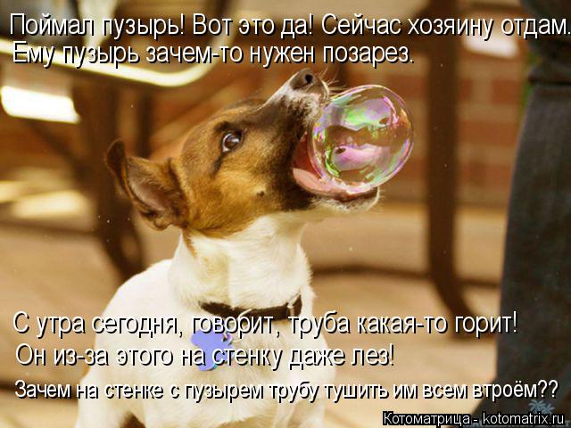 Поймал пузырь! Вот это да! Сейчас хозяину отдам. Ему пузырь зачем-то нужен позарез. С утра сегодня, г... Котоматрица: Поймал пузырь! Вот это да! Сейчас хозяину отдам. Ему пузырь зачем-то нужен позарез. С утра сегодня, говорит, труба какая-то горит! Он из-за это
