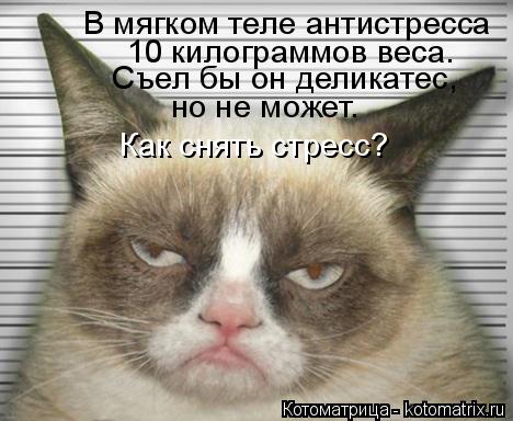 В мягком теле антистресса 10 килограммов веса. Съел бы он деликатес, но не может. Как снять стресс?... Котоматрица: В мягком теле антистресса 10 килограммов веса. Съел бы он деликатес, но не может. Как снять стресс?