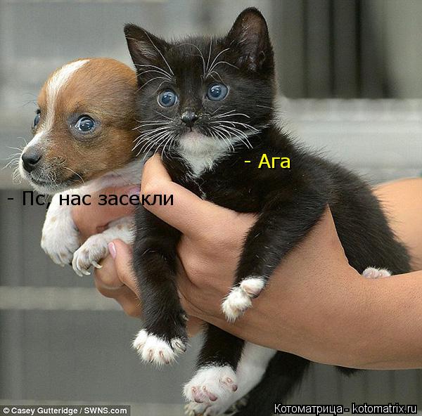 - Пс, нас засекли - Ага... Котоматрица: - Пс, нас засекли - Ага