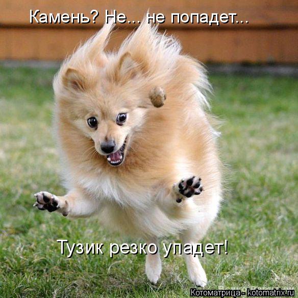 Камень? Не... не попадет... Тузик резко упадет!... Котоматрица: Камень? Не... не попадет... Тузик резко упадет!