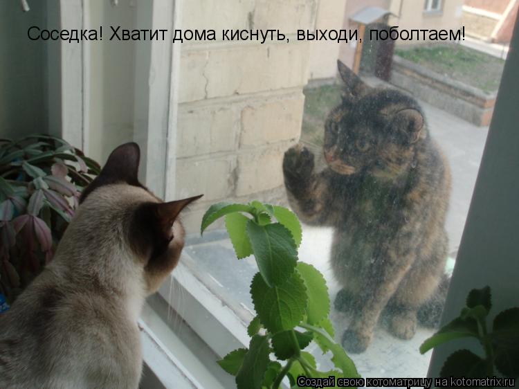 Соседка! Хватит дома киснуть, выходи, поболтаем!... Котоматрица: Соседка! Хватит дома киснуть, выходи, поболтаем!