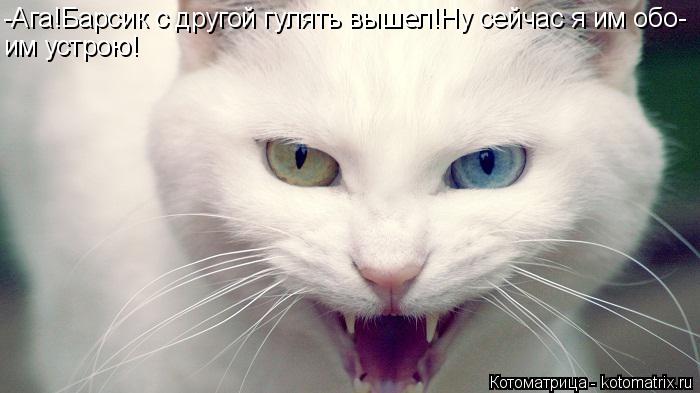 -Ага!Барсик с другой гулять вышел!Ну сейчас я им обо- им устрою!... Котоматрица: -Ага!Барсик с другой гулять вышел!Ну сейчас я им обо- им устрою!
