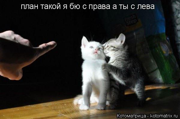 Котоматрица: план такой я бю с права а ты с лева