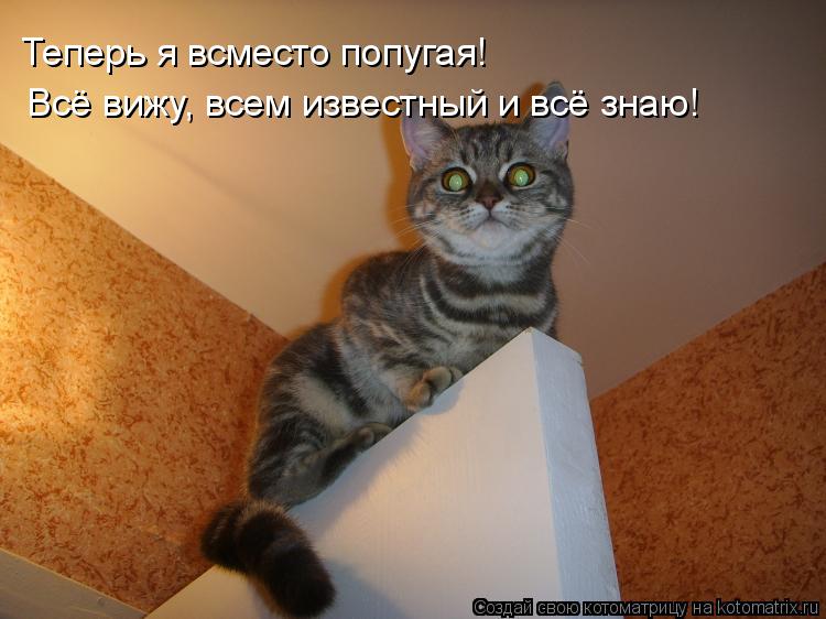 Теперь я всместо попугая! Всё вижу, всем известный и всё знаю!... Котоматрица: Теперь я всместо попугая! Всё вижу, всем известный и всё знаю!
