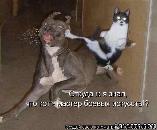 Откуда ж я знал, что кот - мастер боевых искусств!?... Котоматрица: Откуда ж я знал, что кот - мастер боевых искусств!?