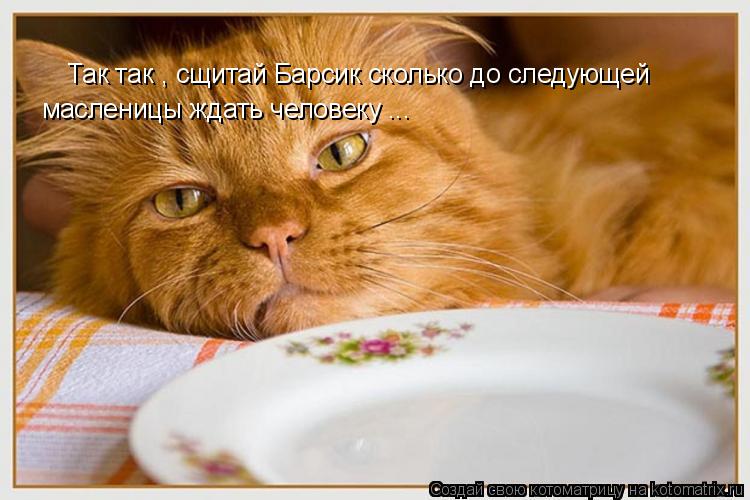 Так так , сщитай Барсик сколько до следующей масленицы ждать человеку ...... Котоматрица: Так так , сщитай Барсик сколько до следующей масленицы ждать человеку ...