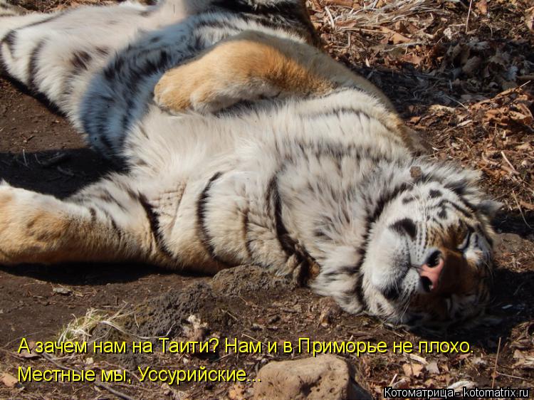 Котоматрица: А зачем нам на Таити? Нам и в Приморье не плохо.  Местные мы, Уссурийские...