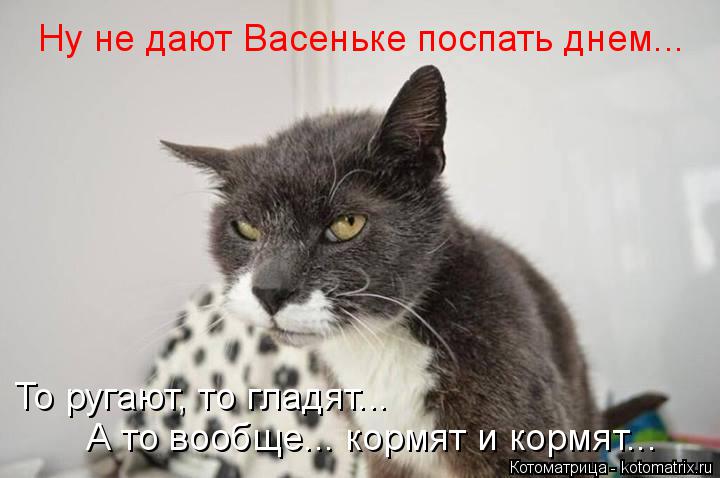 Ну не дают Васеньке поспать днем... А то вообще... кормят и кормят... То ругают, то гладят...... Котоматрица: Ну не дают Васеньке поспать днем... А то вообще... кормят и кормят... То ругают, то гладят...