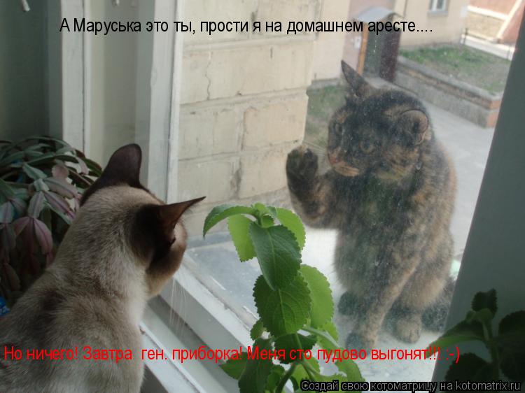 А Маруська это ты, прости я на домашнем аресте.... Но ничего! Завтра ген. приборка! Меня сто пудово ... Котоматрица: А Маруська это ты, прости я на домашнем аресте.... Но ничего! Завтра ген. приборка! Меня сто пудово выгонят!!! :-)