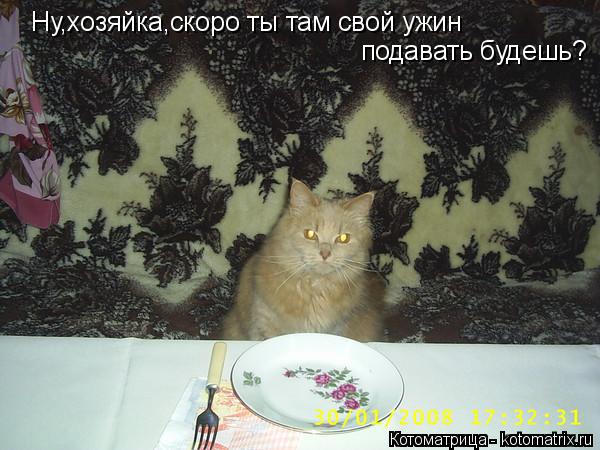 Ну,хозяйка,скоро ты там свой ужин подавать будешь?... Котоматрица: Ну,хозяйка,скоро ты там свой ужин подавать будешь?