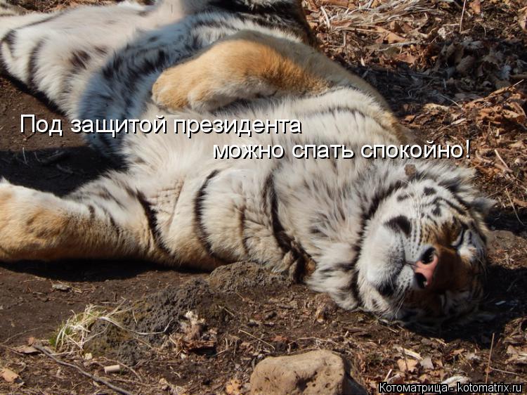 Под защитой президента можно спать спокойно!... Котоматрица: Под защитой президента можно спать спокойно!