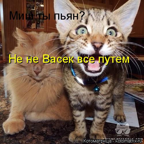 Миш,ты пьян? Не не Васек все путем... Котоматрица: Миш,ты пьян? Не не Васек все путем