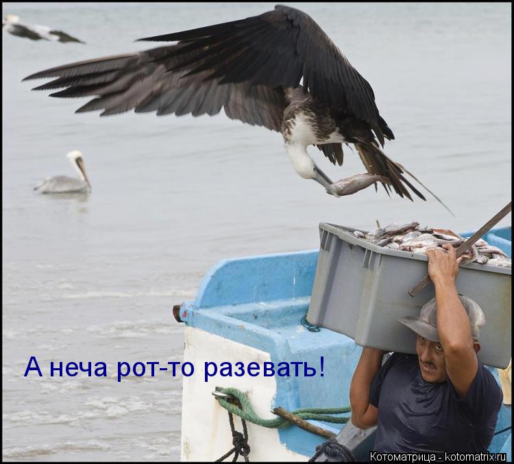 А неча рот-то разевать!... Котоматрица: А неча рот-то разевать!