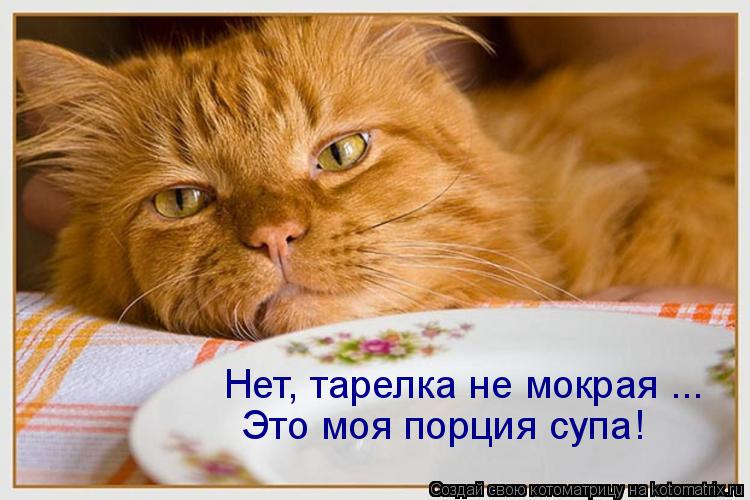 Нет, тарелка не мокрая ... Это моя порция супа!... Котоматрица: Нет, тарелка не мокрая ... Это моя порция супа!