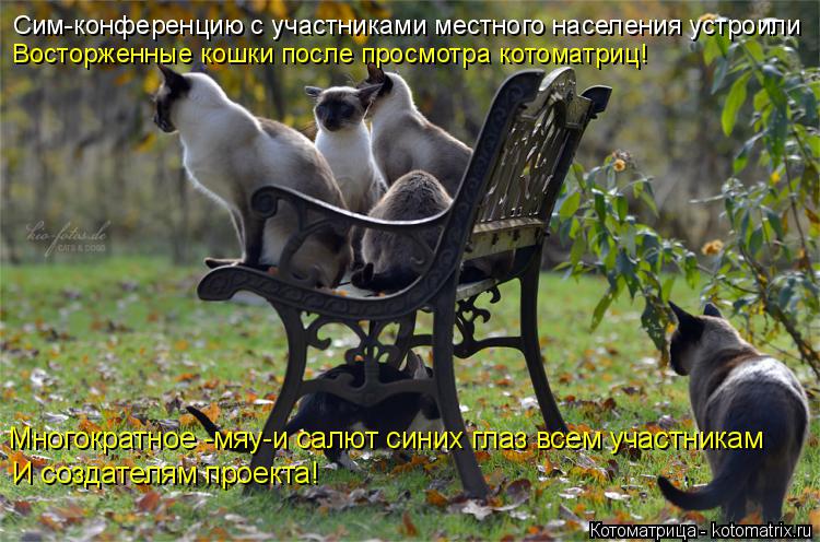 Сим-конференцию с участниками местного населения устроили Восторженные кошки после просмотра котомат... Котоматрица: Сим-конференцию с участниками местного населения устроили Восторженные кошки после просмотра котоматриц! Многократное -мяу-и салют синих