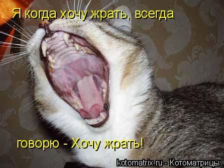 Я когда хочу жрать, всегда говорю - Хочу жрать!... Котоматрица: Я когда хочу жрать, всегда говорю - Хочу жрать!