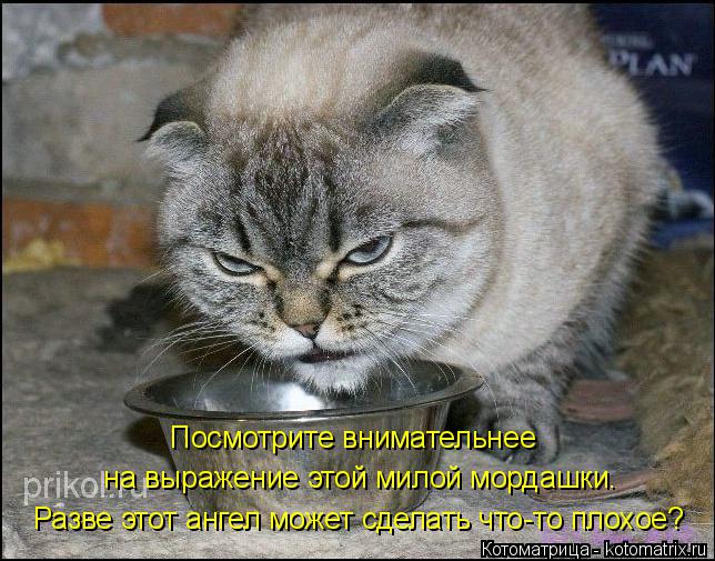 Посмотрите внимательнее на выражение этой милой мордашки. Разве этот ангел может сделать что-то плох... Котоматрица: Посмотрите внимательнее на выражение этой милой мордашки. Разве этот ангел может сделать что-то плохое?