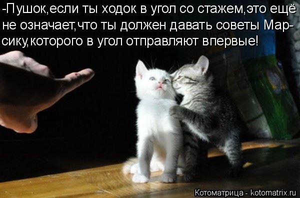 -Пушок,если ты ходок в угол со стажем,это ещё не означает,что ты должен давать советы Мар- сику,котор... Котоматрица: -Пушок,если ты ходок в угол со стажем,это ещё не означает,что ты должен давать советы Мар- сику,которого в угол отправляют впервые!