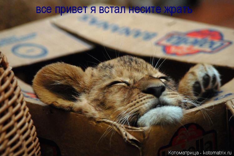 Котоматрица: все привет я встал несите жрать