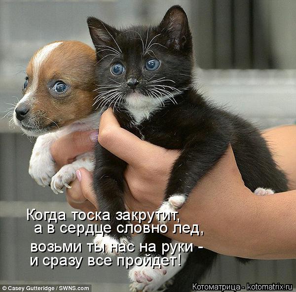 Когда тоска закрутит, возьми ты нас на руки - и сразу все пройдет! а в сердце словно лед,... Котоматрица: Когда тоска закрутит, возьми ты нас на руки - и сразу все пройдет! а в сердце словно лед,