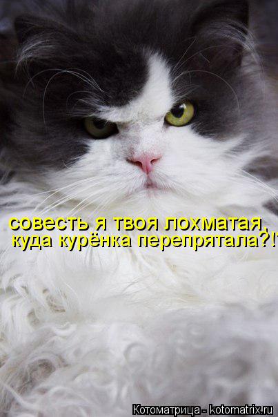 совесть я твоя лохматая, куда курёнка перепрятала?!?... Котоматрица: совесть я твоя лохматая, куда курёнка перепрятала?!?
