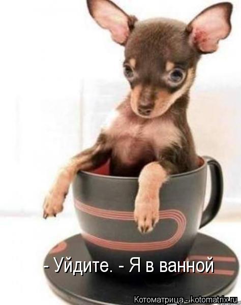 - Уйдите. - Я в ванной... Котоматрица: - Уйдите. - Я в ванной