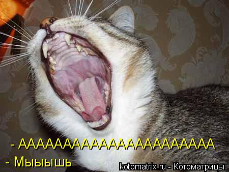- АААААААААААААААААААААА - Мыыышь... Котоматрица: - АААААААААААААААААААААА - Мыыышь