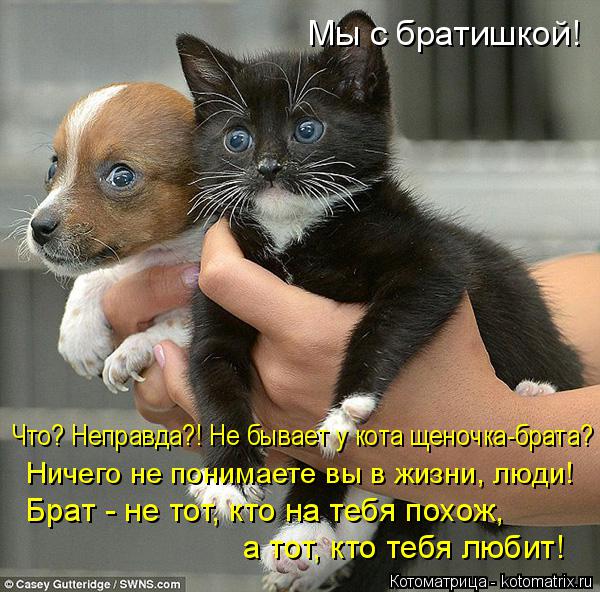 Что? Неправда?! Не бывает у кота щеночка-брата? Брат - не тот, кто на тебя похож, а тот, кто тебя лю... Котоматрица: Что? Неправда?! Не бывает у кота щеночка-брата? Брат - не тот, кто на тебя похож, а тот, кто тебя любит! Ничего не понимаете вы в жизни, люди! Мы с