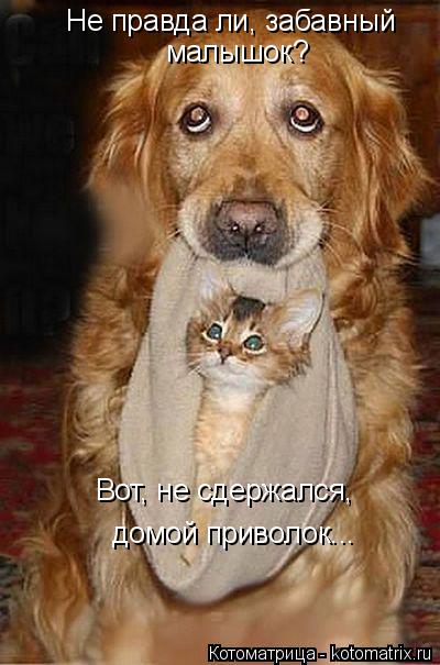 Не правда ли, забавный малышок? Вот, не сдержался, домой приволок...... Котоматрица: Не правда ли, забавный малышок? Вот, не сдержался, домой приволок...