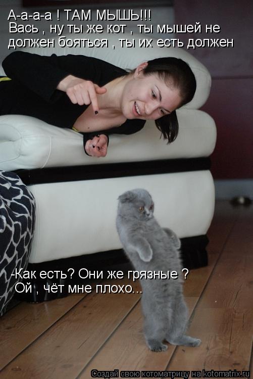 А-а-а-а ! ТАМ МЫШЬ!!! Вась , ну ты же кот , ты мышей не должен бояться , ты их есть должен -Как есть?... Котоматрица: А-а-а-а ! ТАМ МЫШЬ!!! Вась , ну ты же кот , ты мышей не должен бояться , ты их есть должен -Как есть? Они же грязные ? Ой , чёт мне плохо...