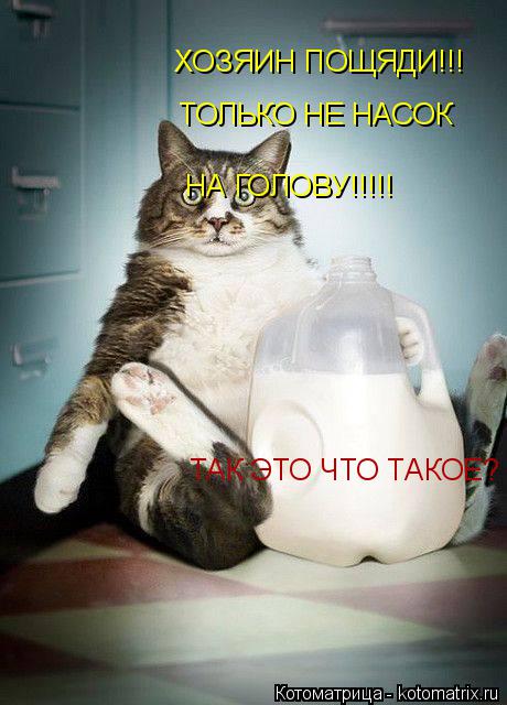ТАК ЭТО ЧТО ТАКОЕ? ХОЗЯИН ПОЩЯДИ!!! ТОЛЬКО НЕ НАСОК НА ГОЛОВУ!!!!!... Котоматрица: ТАК ЭТО ЧТО ТАКОЕ? ХОЗЯИН ПОЩЯДИ!!! ТОЛЬКО НЕ НАСОК НА ГОЛОВУ!!!!!